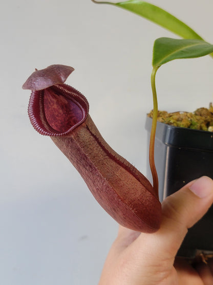 Nepenthes singalana x ventricosa x robcantleyi BE