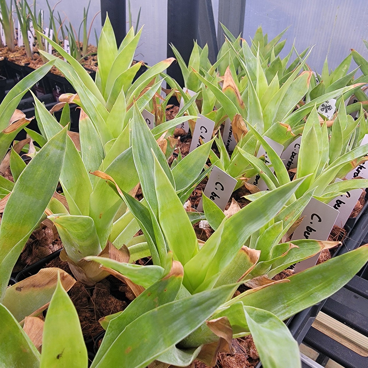 Catopsis berteroniana