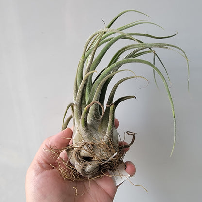 Tillandsia seleriana