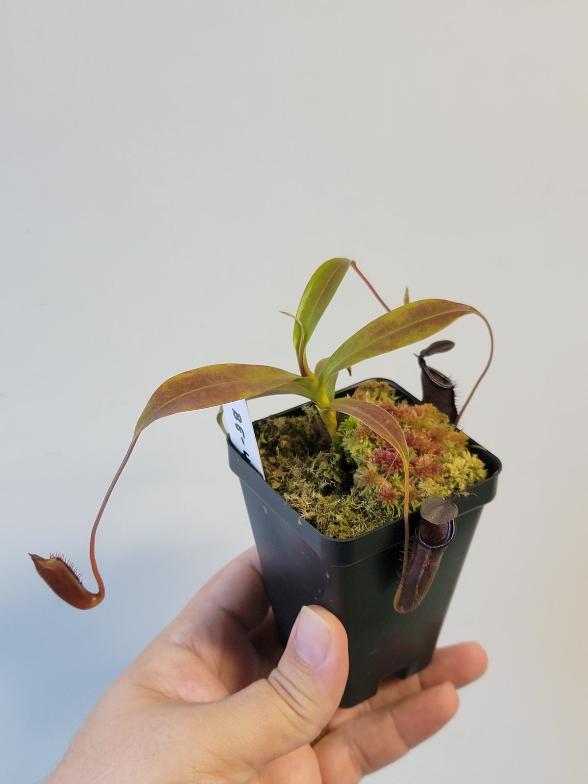 Nepenthes lingulata x jamban BE