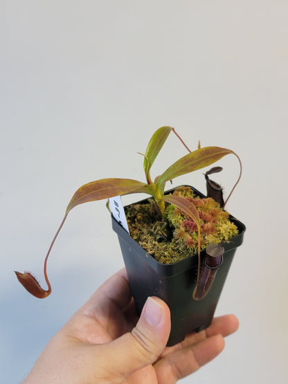 Nepenthes lingulata x jamban BE