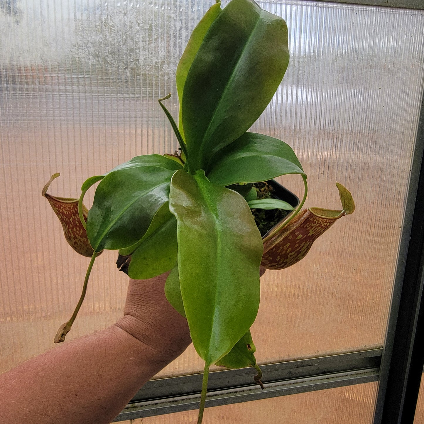 Nepenthes "St. Gaya"