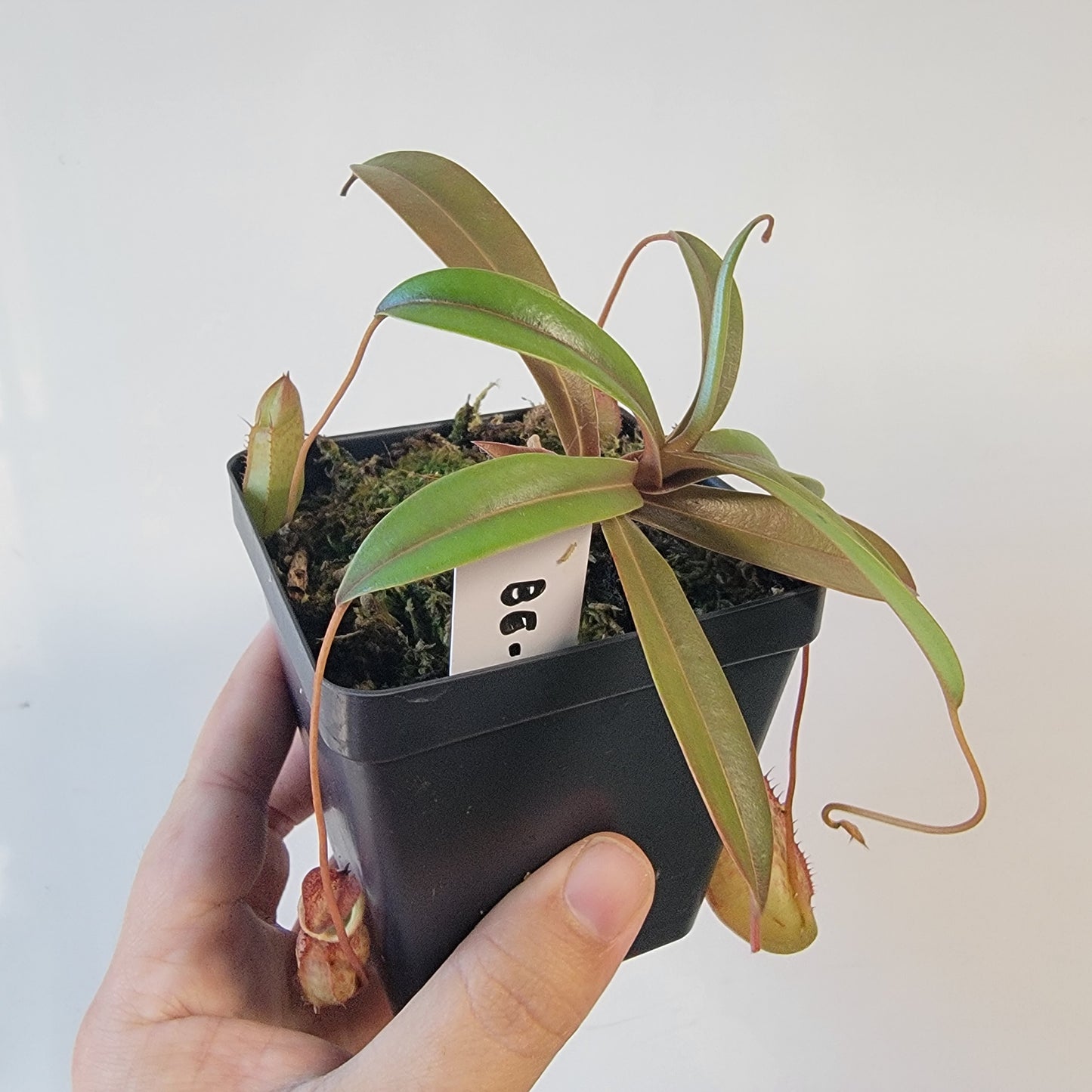 Nepenthes burkei x tenuis BE