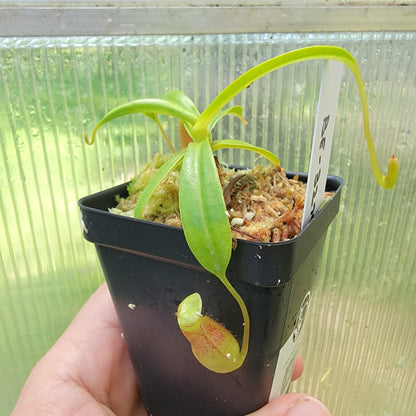 Nepenthes ventricosa BE