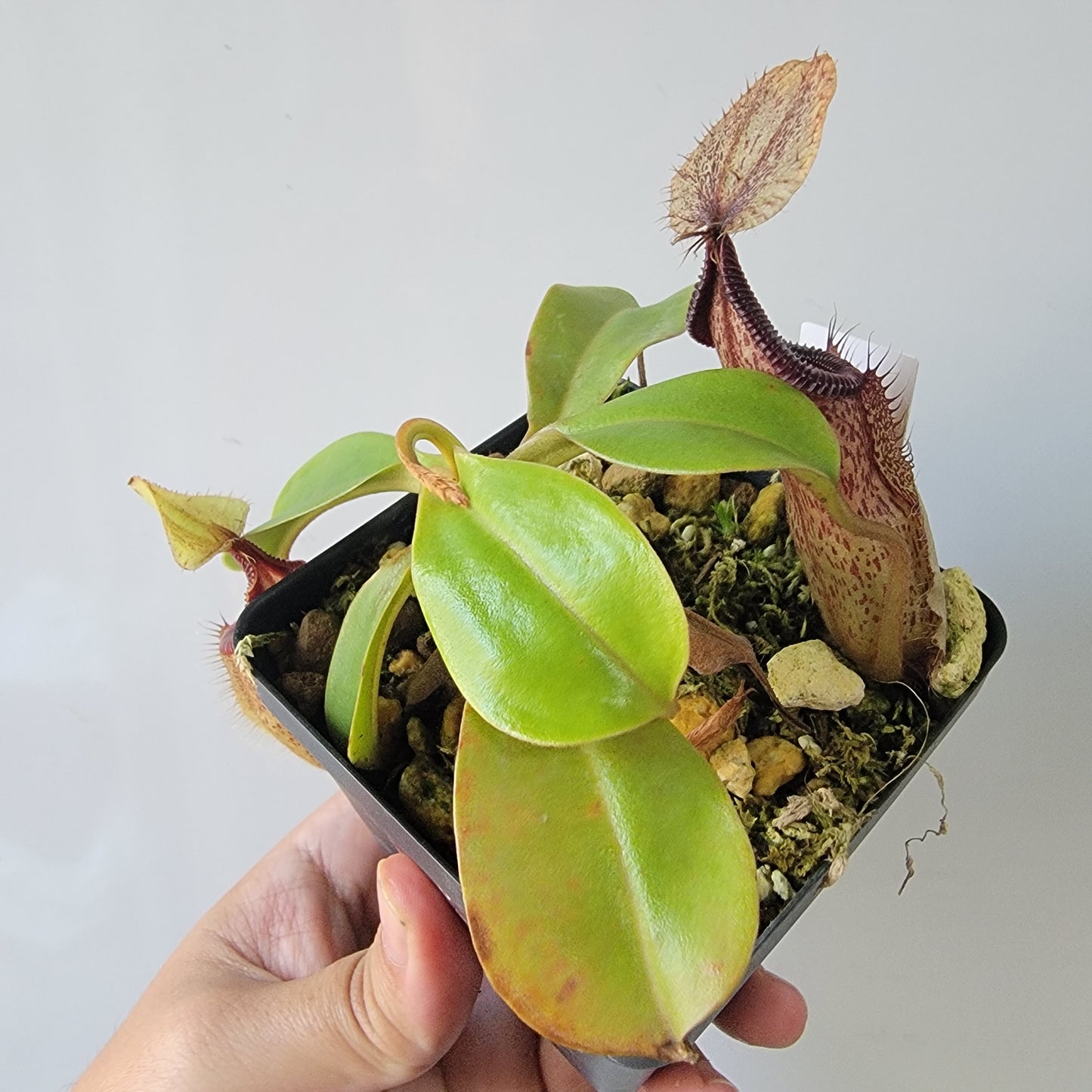 Nepenthes robcantleyi x hamata BE
