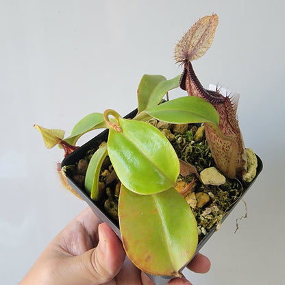 Nepenthes robcantleyi x hamata BE