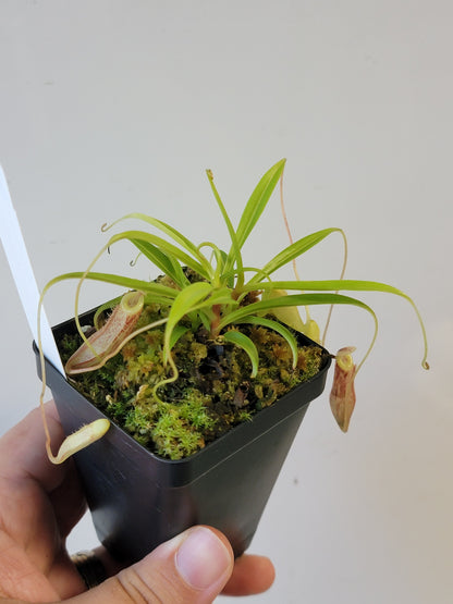 Nepenthes glabrata BCP