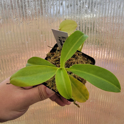 Nepenthes spathulata x campanulata BE