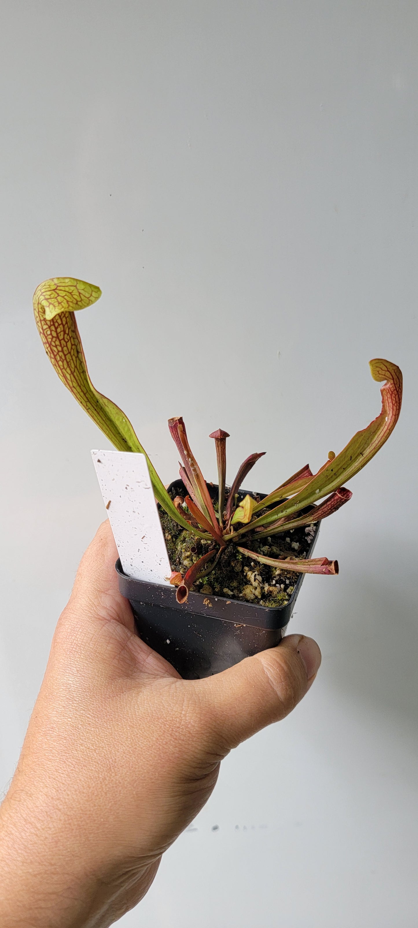 Sarracenia "Dixie Lace"