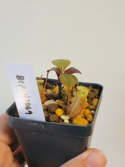 Nepenthes palawanensis BCP