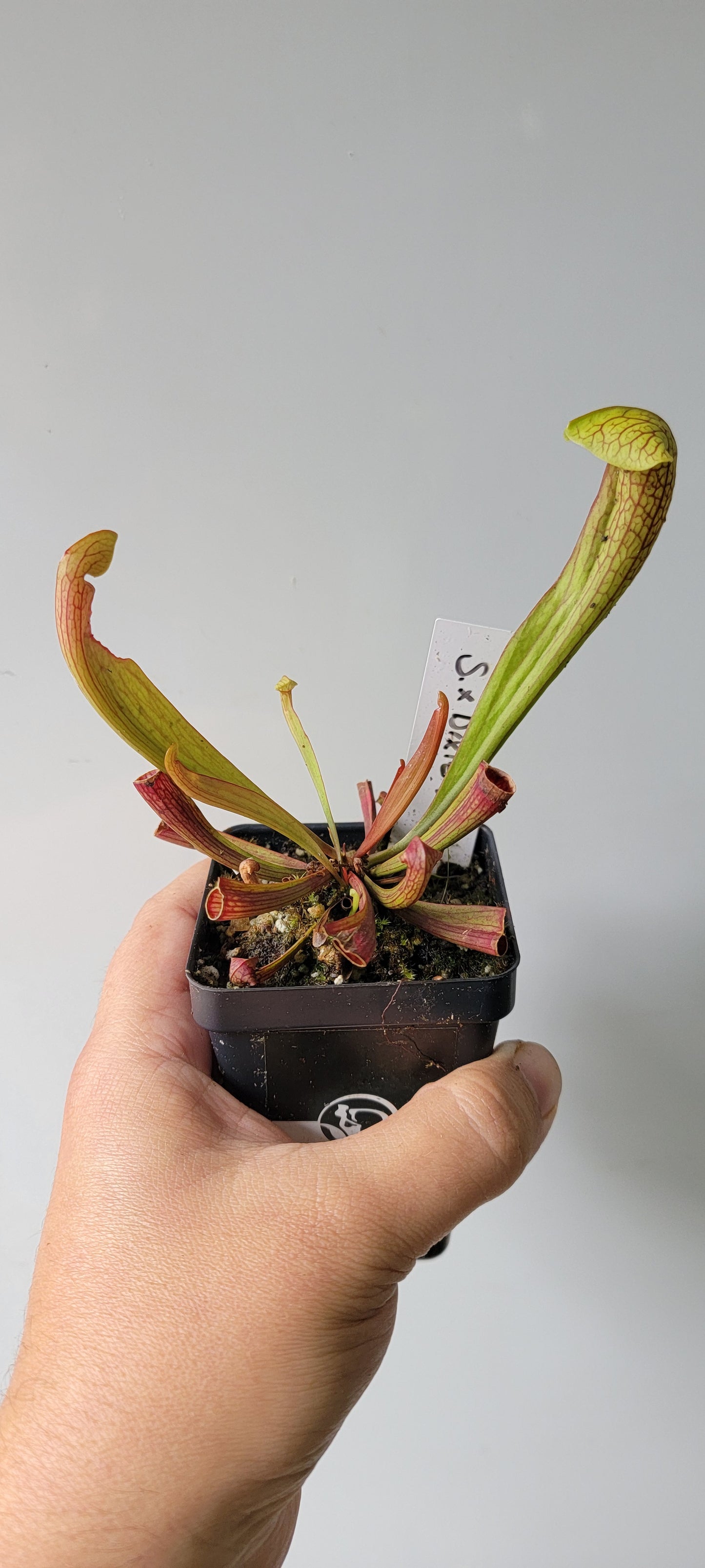Sarracenia "Dixie Lace"
