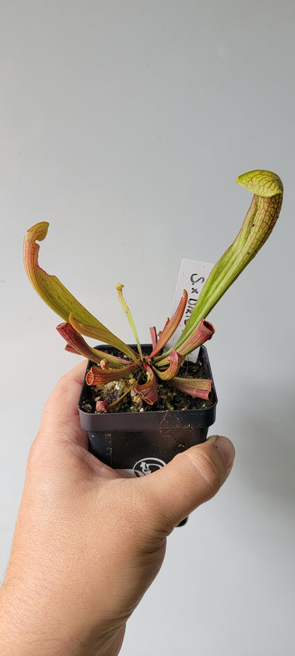 Sarracenia "Dixie Lace"