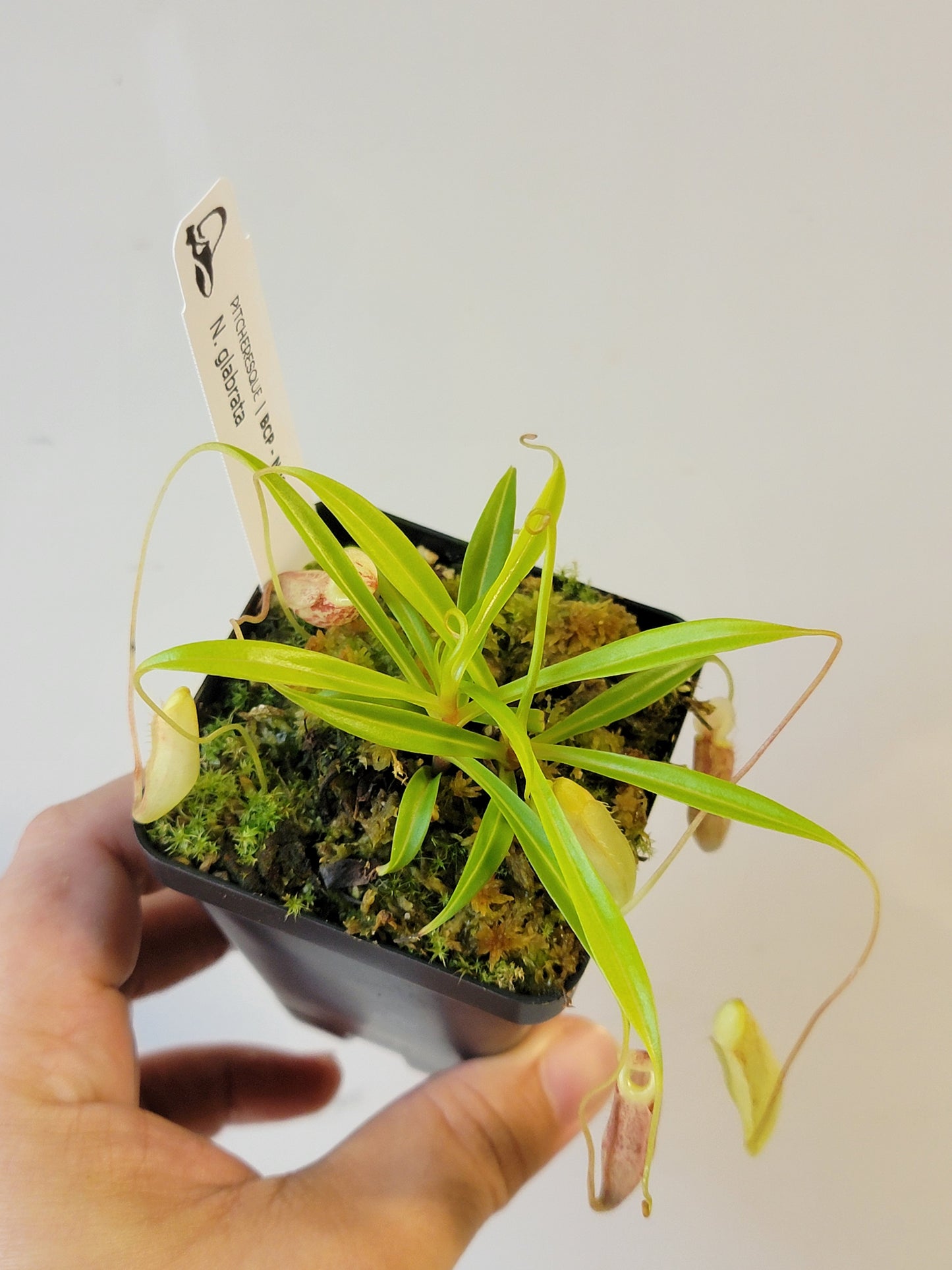 Nepenthes glabrata BCP