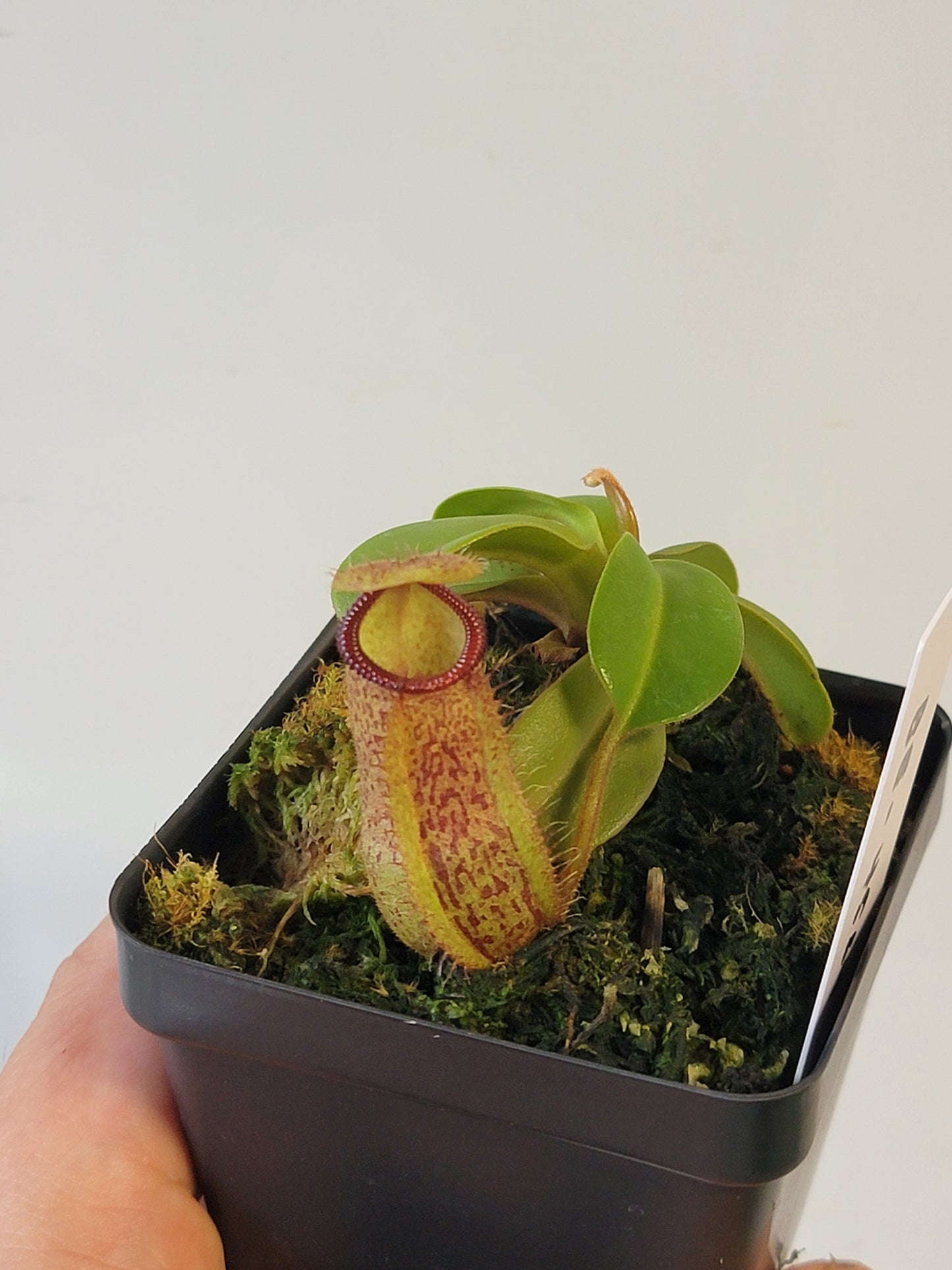 Nepenthes hamata x truncata BE