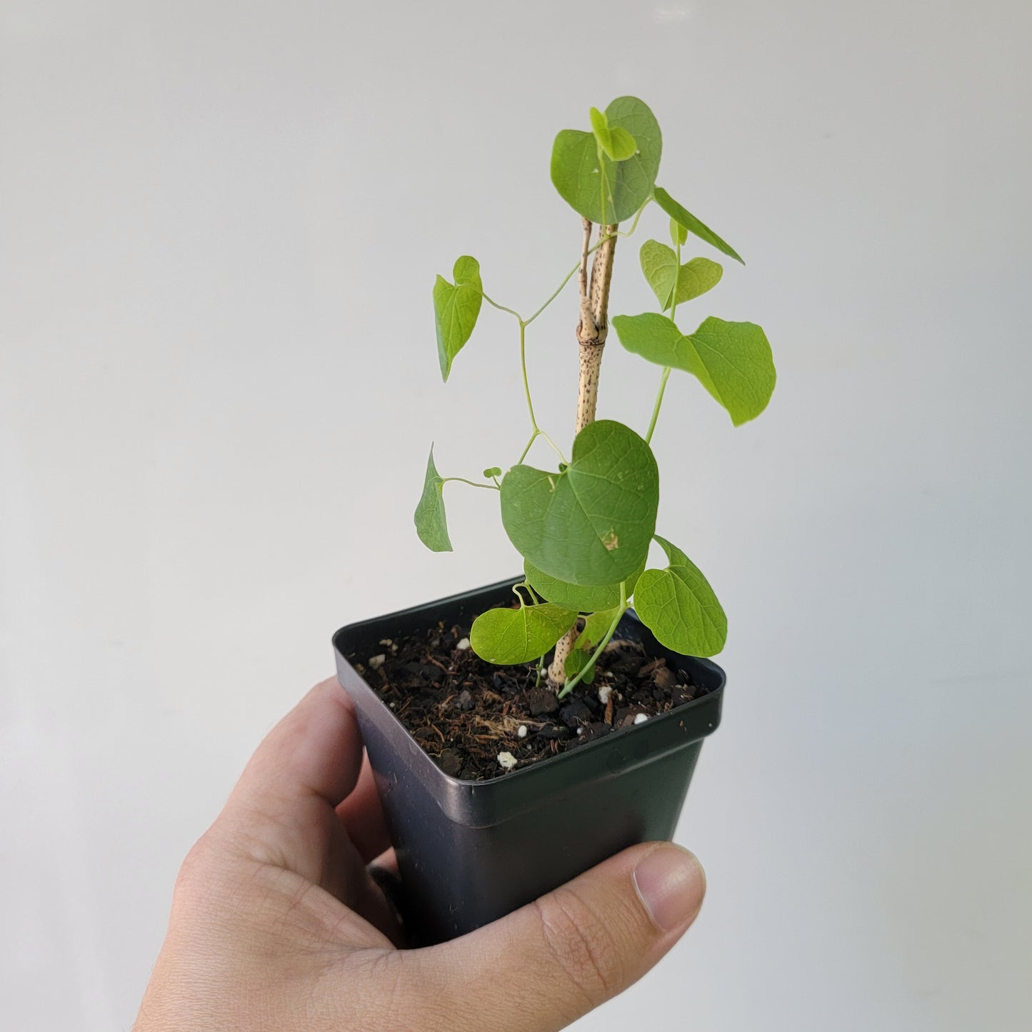 Aristolochia argentina