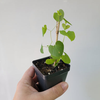 Aristolochia argentina