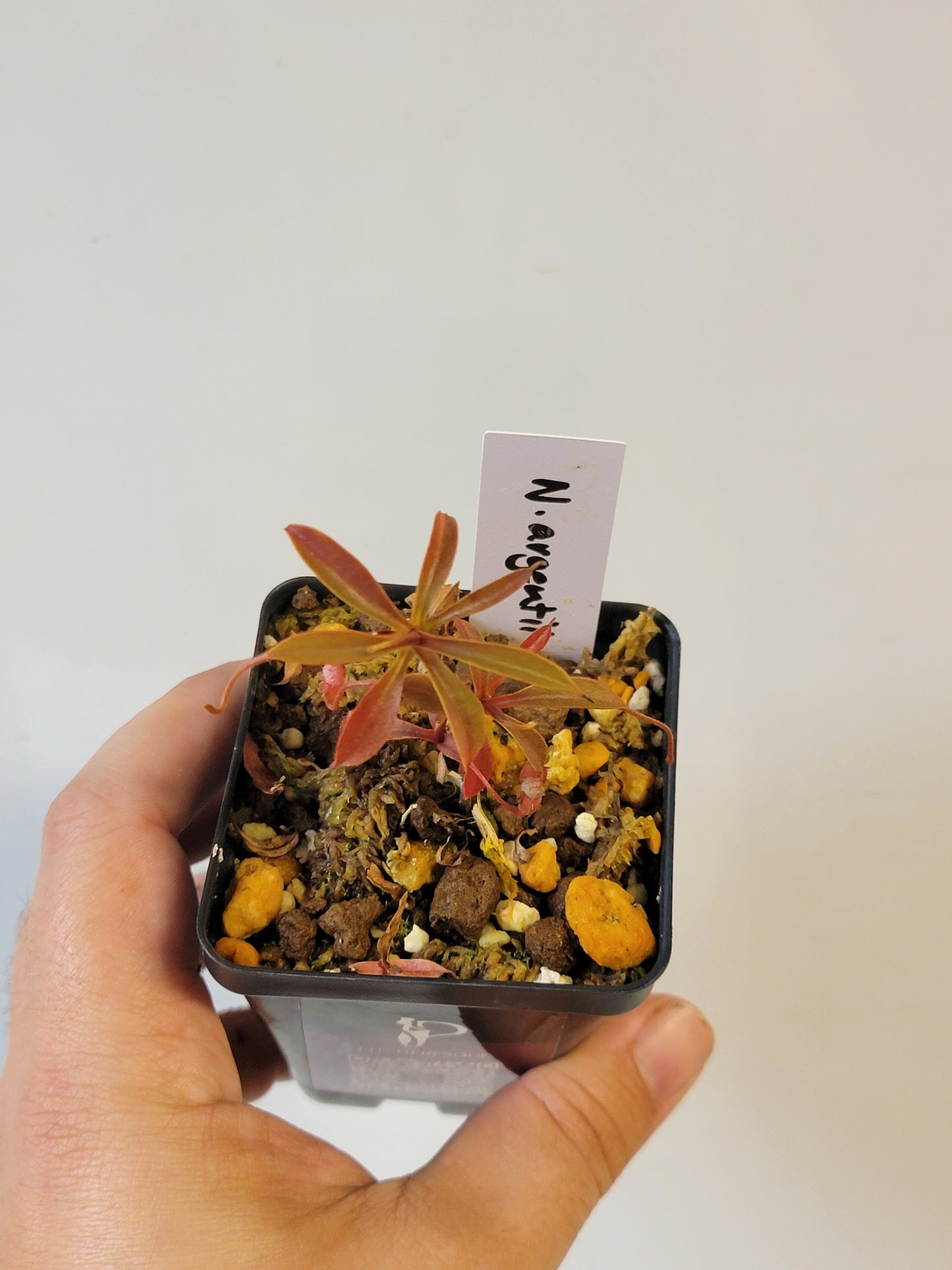 Nepenthes argentii BCP
