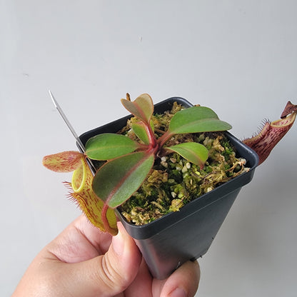 Nepenthes fusca BE