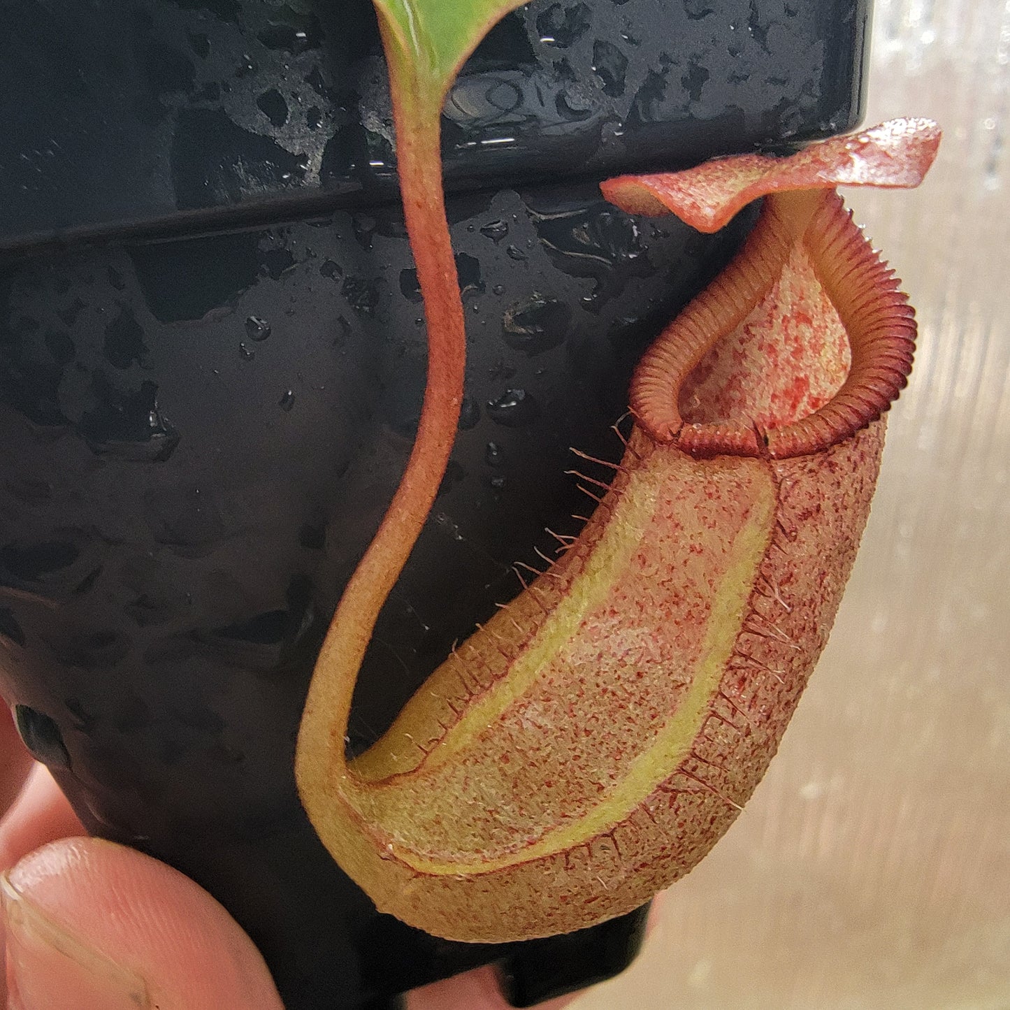 Nepenthes sibuyanensis x robcantleyi BE