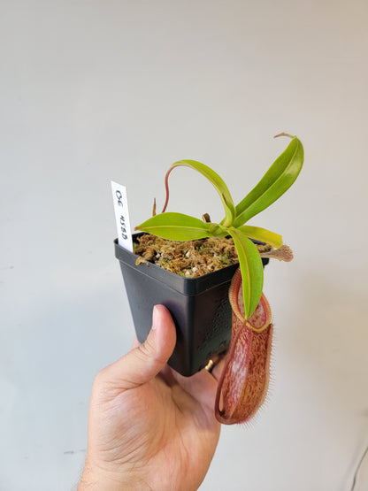 Nepenthes singalana x hamata BE