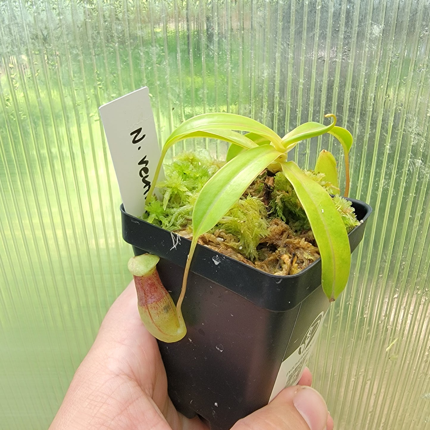 Nepenthes ventricosa BE