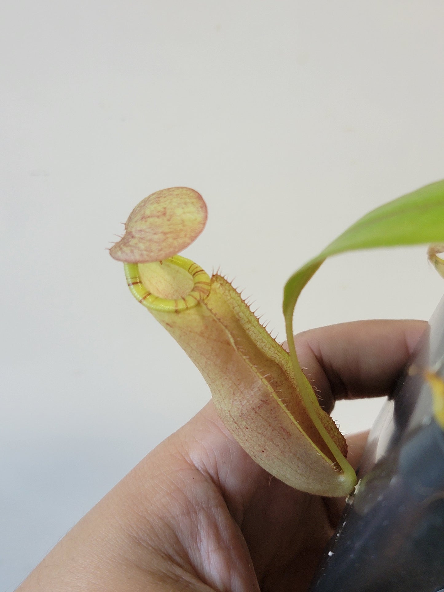 Nepenthes spectabilis x mirabilis var. globosa BE