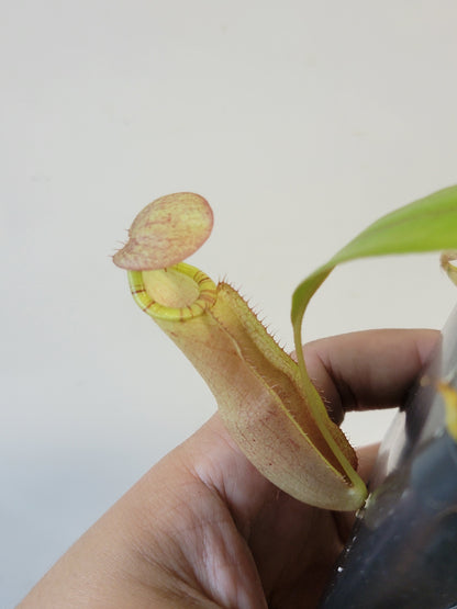 Nepenthes spectabilis x mirabilis var. globosa BE