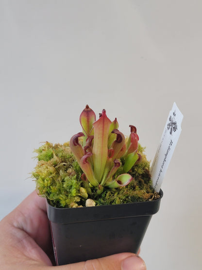 Heliamphora chimantensis BCP
