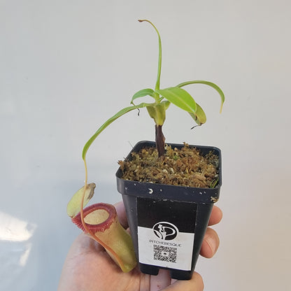 Nepenthes ventricosa 'HI clone'