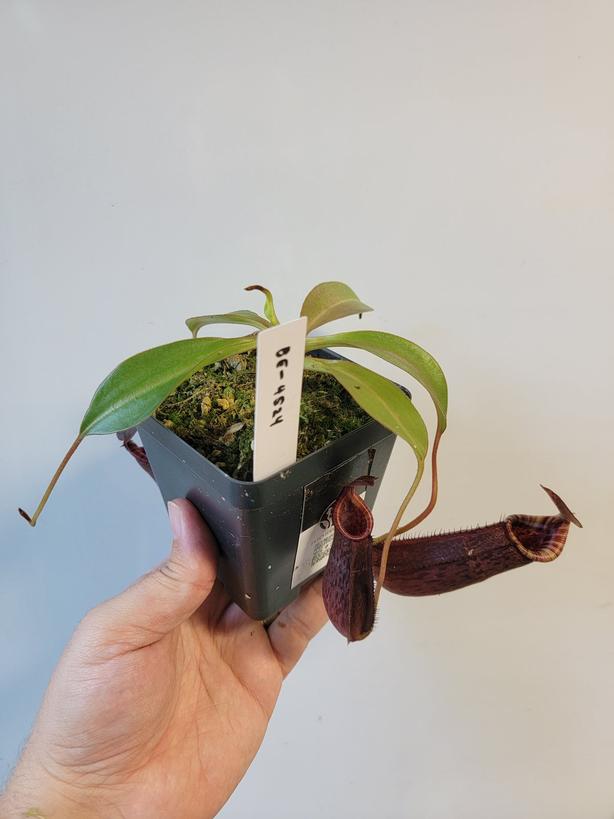 Nepenthes spectabilis x lowii BE