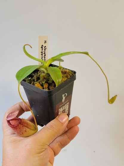 Nepenthes sibuyanensis x ephippiata BE