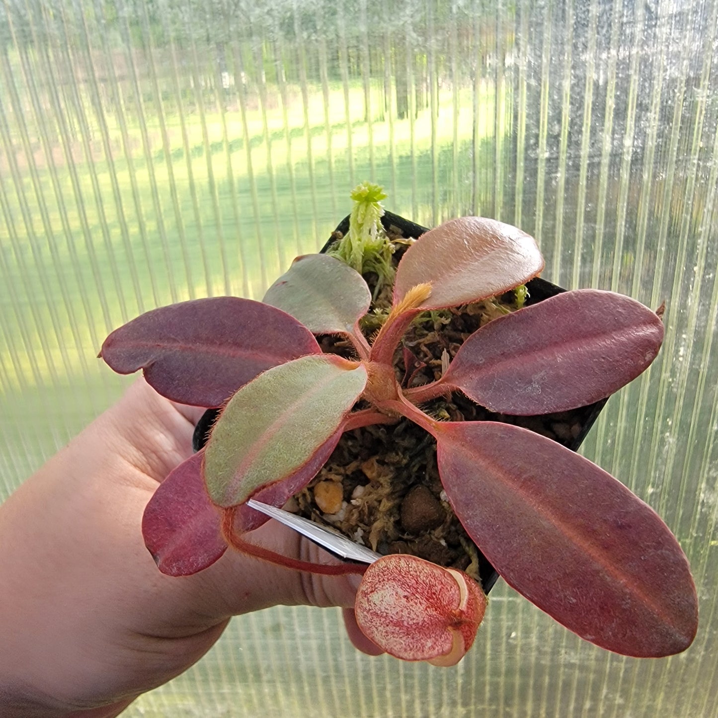 Nepenthes peltata BE