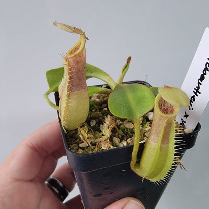 Nepenthes robcantleyi x veitchii 'Sungai Samba' BE
