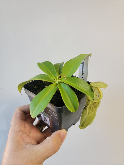 Nepenthes spathulata x campanulata BE