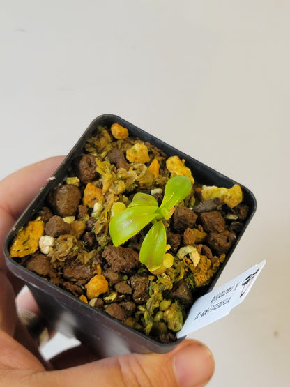 Nepenthes macrophylla BCP
