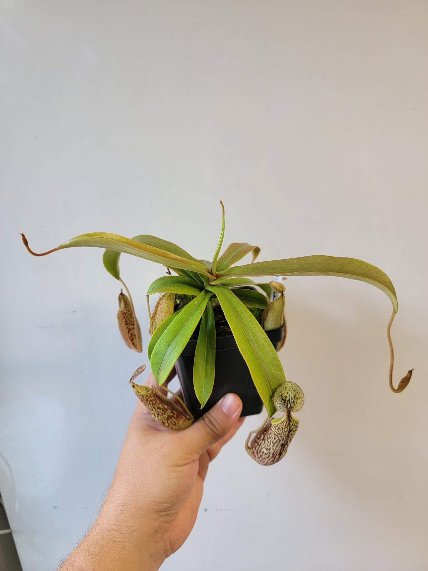 Nepenthes spectabilis 'Sibuyatan' BE