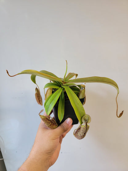 Nepenthes spectabilis 'Sibuyatan' BE