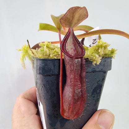 Nepenthes ramispina x singalana BE