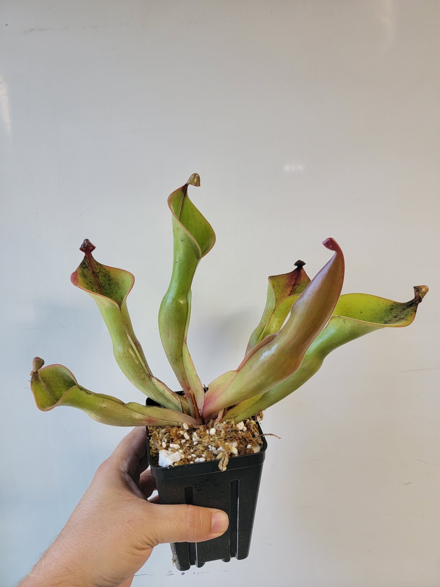 Heliamphora nutans x glabra 'Giant'