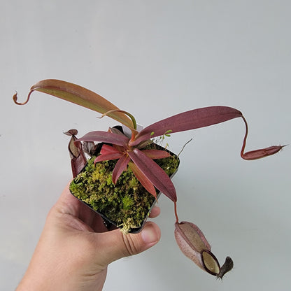 Nepenthes tentaculata BE