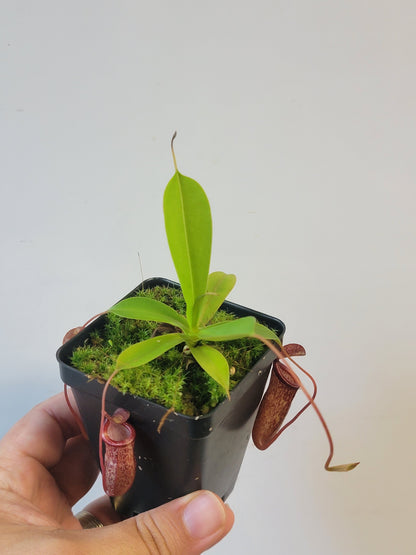 Nepenthes ventricosa x sibuyanensis x flava EP