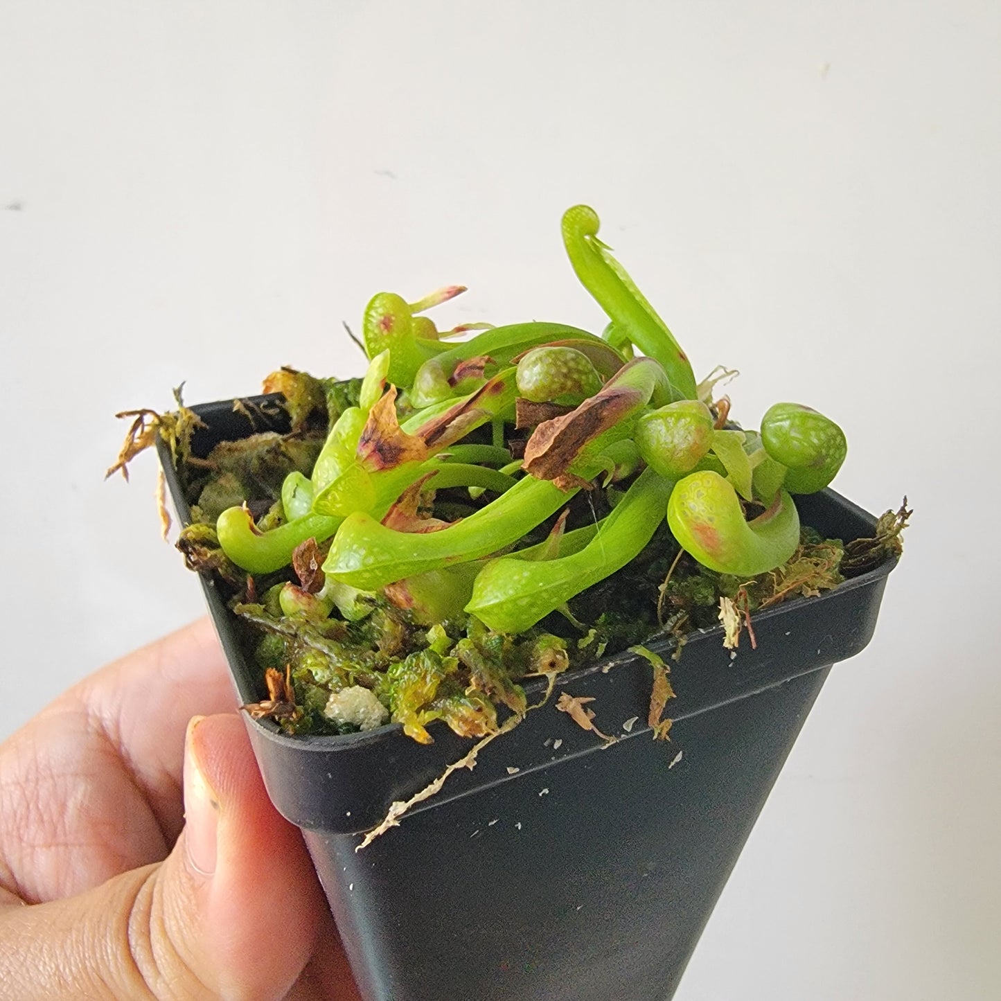 Darlingtonia californica