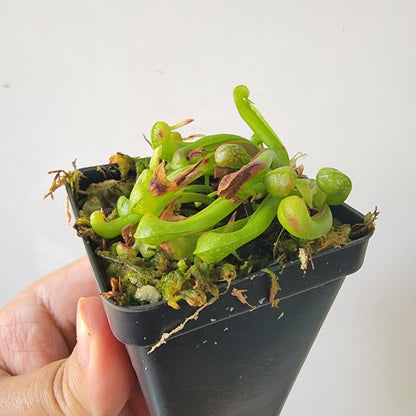 Darlingtonia californica