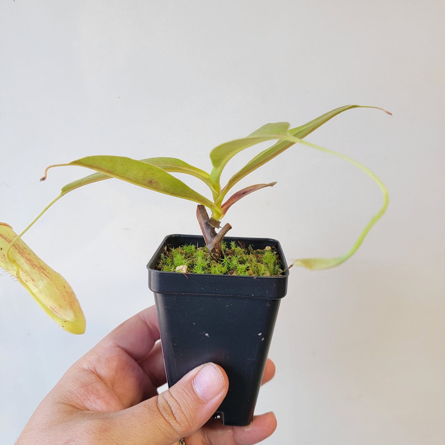 Nepenthes thorelii x maxima (x Rokko) MBRS clone