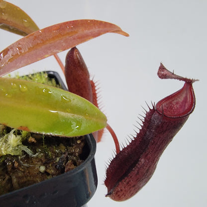 Nepenthes ramispina x singalana BE