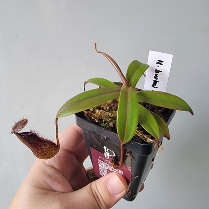 Nepenthes burkei x hamata BE