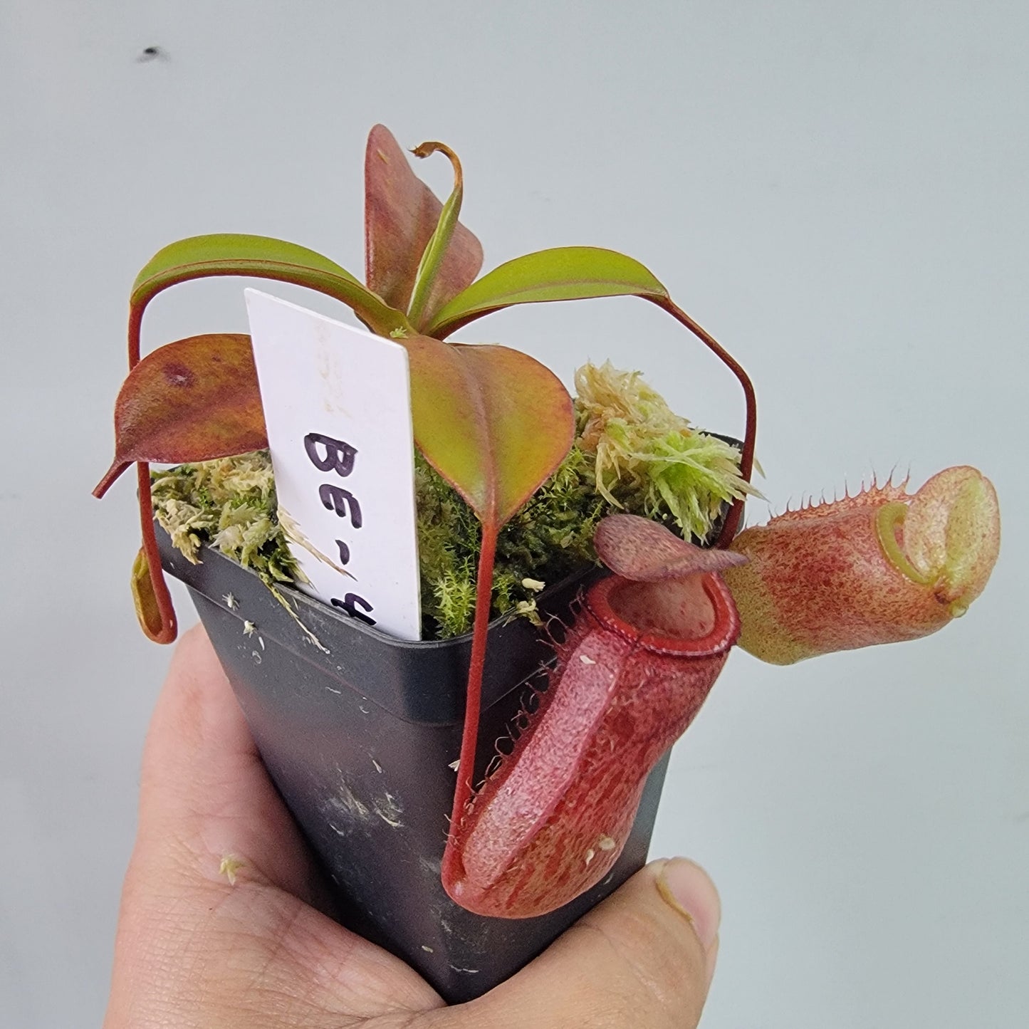 Nepenthes ventricosa x attenboroughii BE