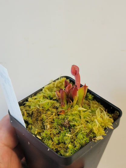 Heliamphora minor BCP