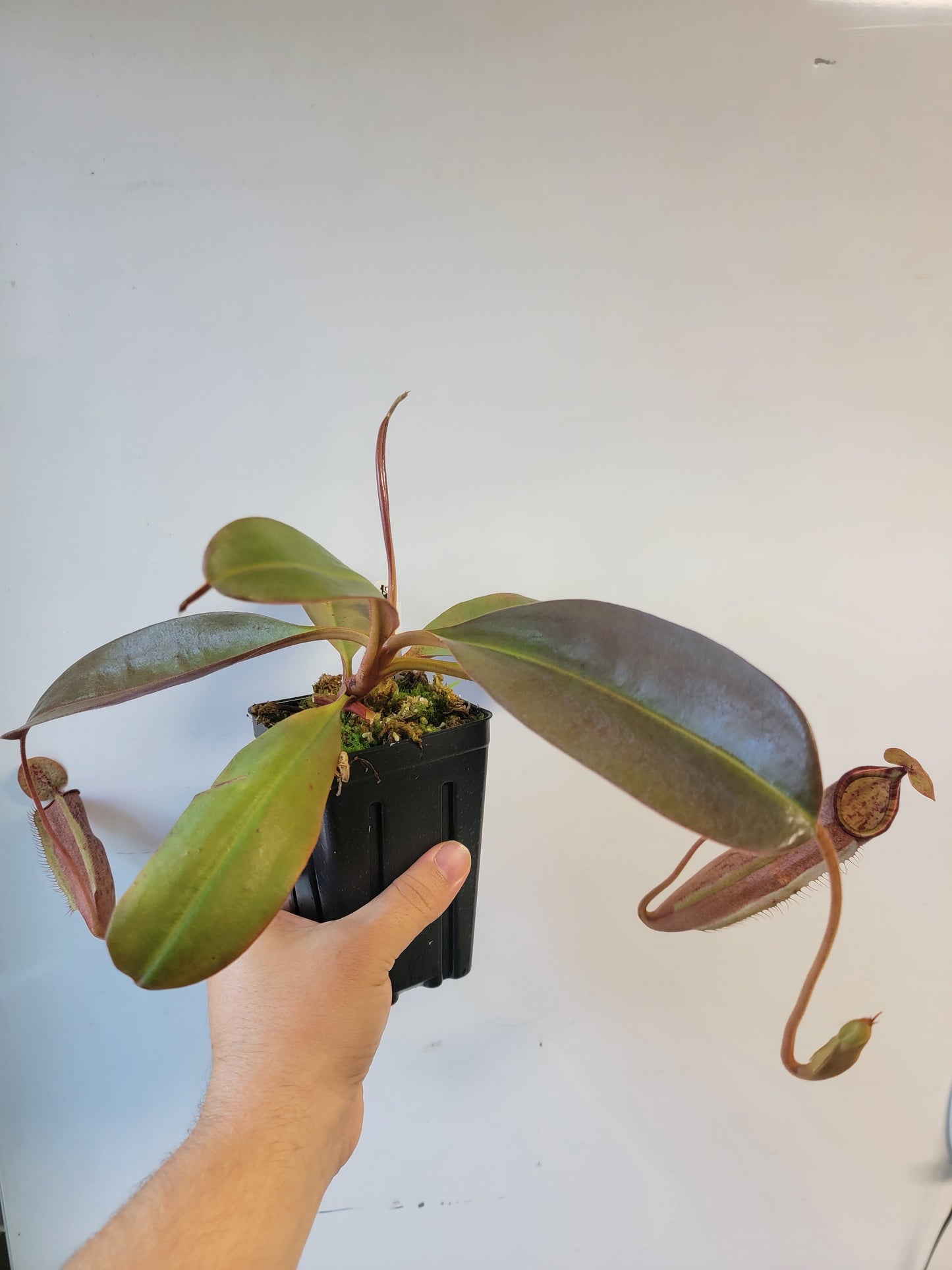 Nepenthes peltata x samudera BE