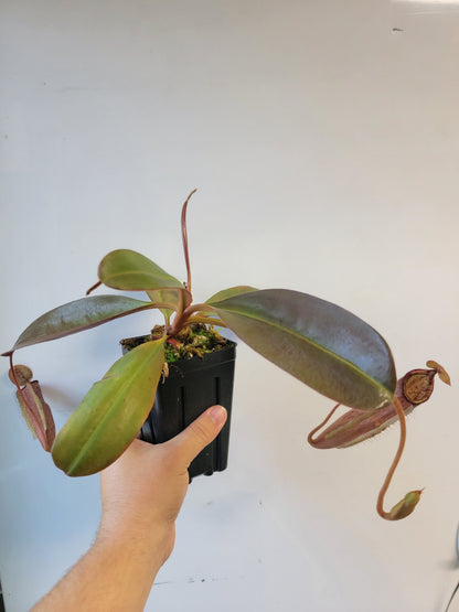 Nepenthes peltata x samudera BE